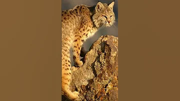 3 ФАКТА О КОТОРЫХ ТЫ НЕ ЗНАЛ. Рыжая рысь. Хвост кошки. Космонавт.