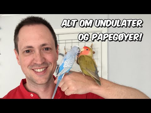 Video: Hvordan Skille Mellom Papegøyer