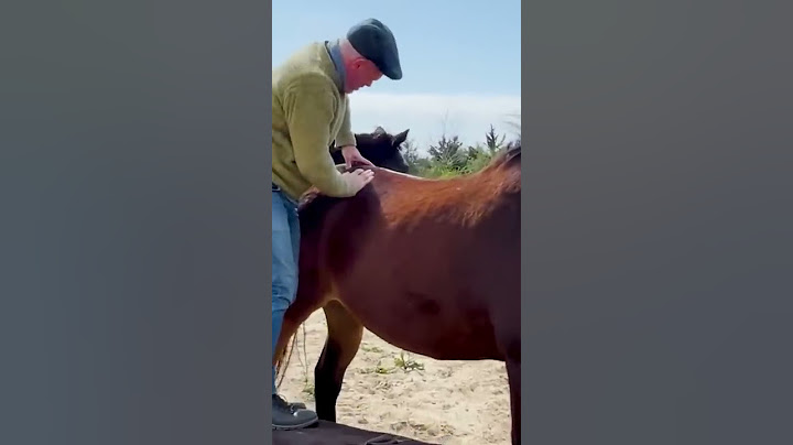 *INSTANT REACTION* WATCH THIS HORSE PROCESS HIS ADJUSTMENT 🐴 Animal Chiropractor