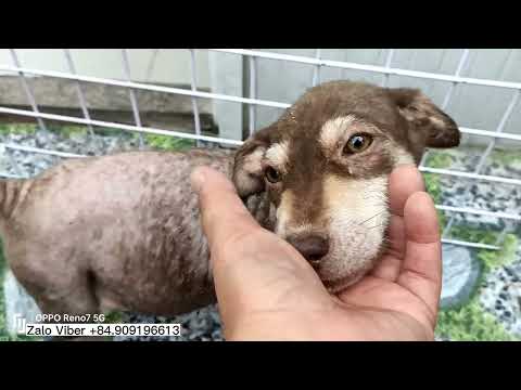 Video Đau lòng nghe tin trong lúc dọn dẹp cho các bé cún mèo... - youtube
