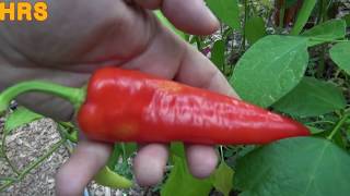 Carmen pepper on sale