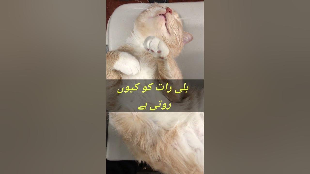 why-cat-cries-at-night-shorts-youtube