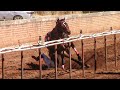 Accidente en Carreras De Caballos / Una Fractura en la Cadera / La Tiche Vs La Oveja Negra.