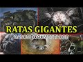 Ratas Gigantes- Casos Documentados