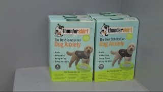 Vet explains how you can calm your dog during fireworks