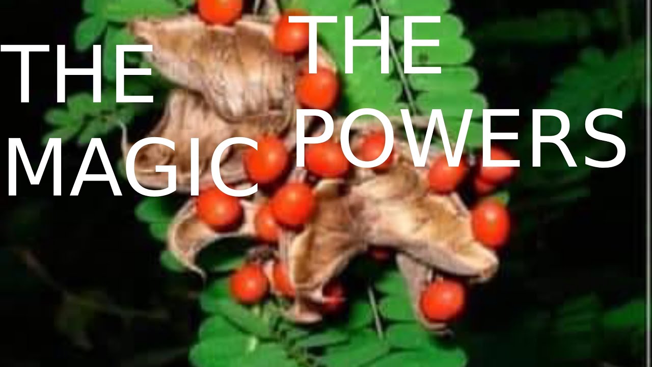 The powers of Cat eyes :Do you know what cats eyes can do for you 