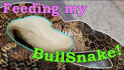 Feed My Pet Friday: BullSnake II