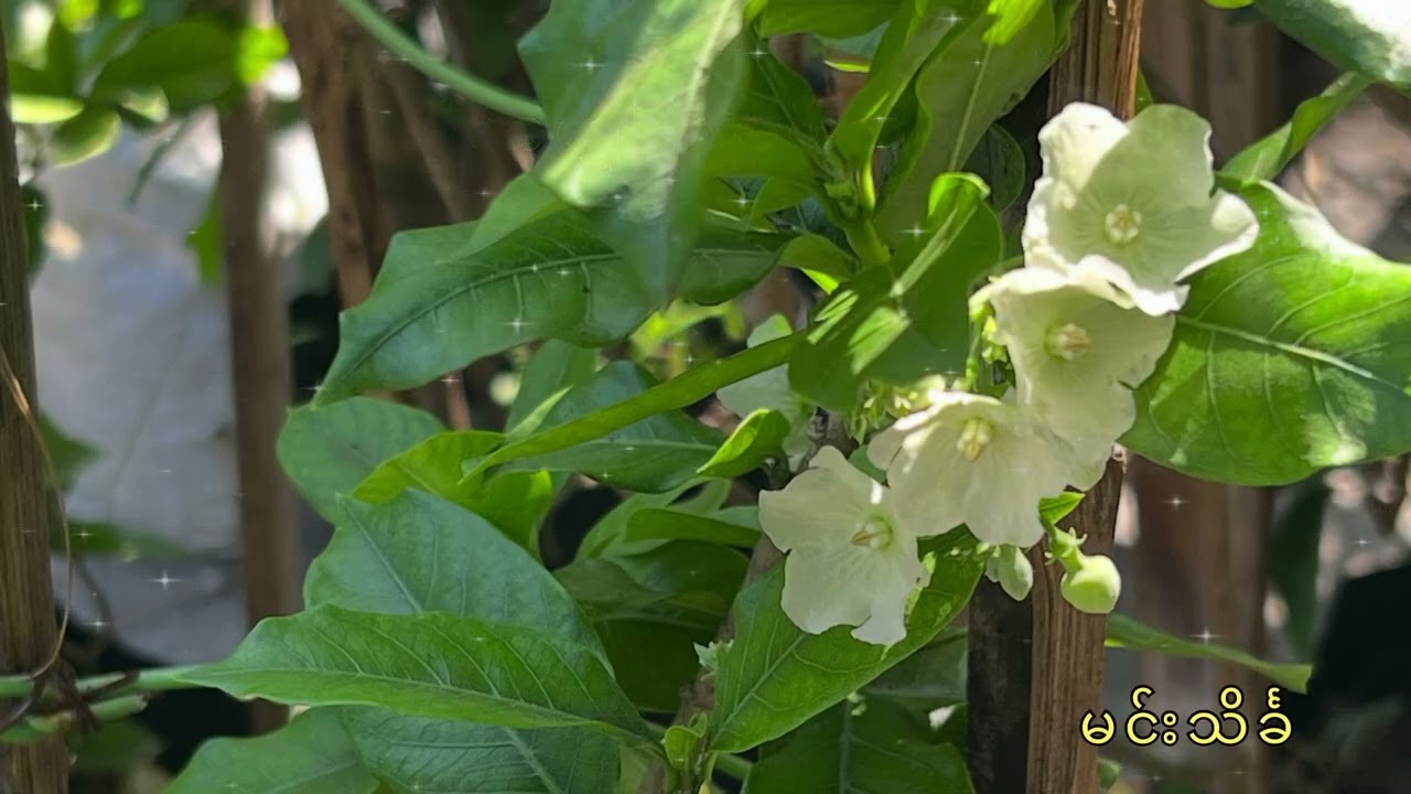 မြယာရွှေပြည်မင်းသမီး ၊ဆရာမင်းသိင်္ခ