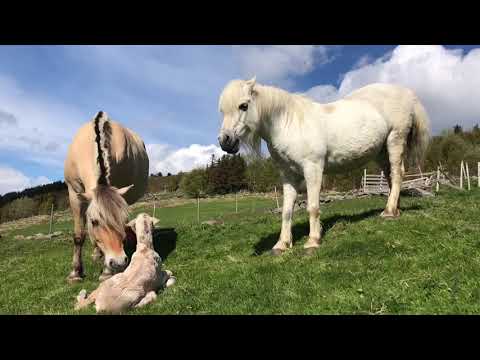 Video: Føll På Den Tatariske Kirkegården - Alternativ Visning