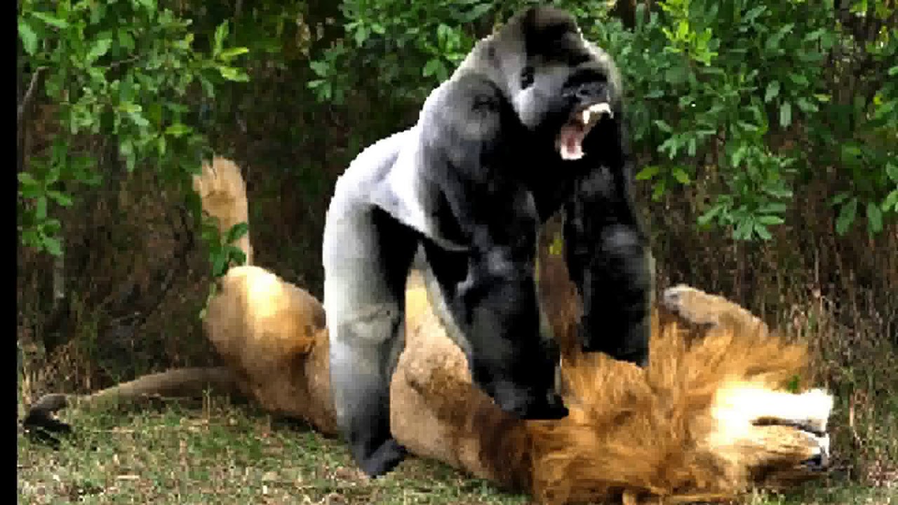 DTQ_Video African Animals, Wild Animals Fighting, Lion