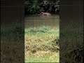 Wild Elephant in Sri Lanka 🐘🌿