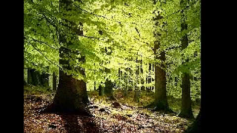 Richard Clayderman  -   Claro de luna.