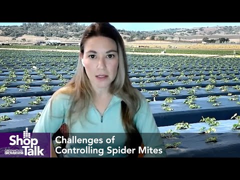 Managing Spider Mites in Greenhouse Ornamentals