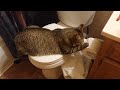 Bean the cat protects me from toilet paper