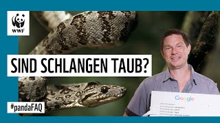 Sind Schlangen taub? Interview mit Herpetologe Dirk Embert | WWF Deutschland