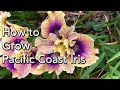 How To Grow Pacific Coast Iris - A Californian Iris For Shade