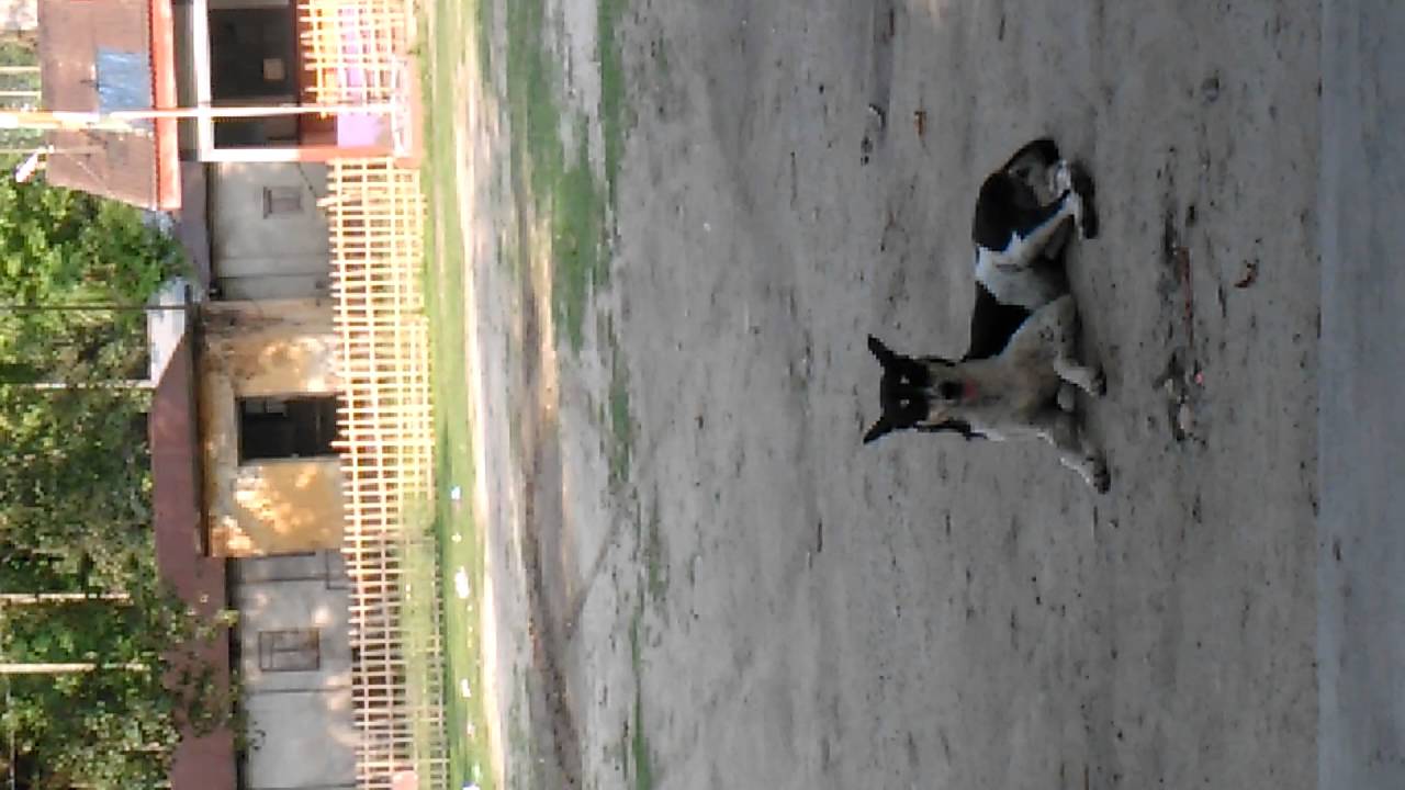 Black Drongo attack Dog. So What??? 