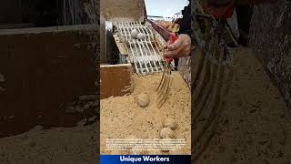 Automated Egg Coating Machine Coating Eggs In White Paste And Sawdust