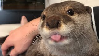 カワウソさくら 朝の挨拶！カワウソ式ほふく前進 Morning greeting Otter