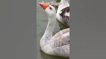 صوت الاوز وهي تسبح في البركة 