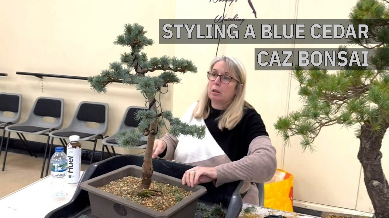 Советы по стилю голубого кедра Caz Bonsai.