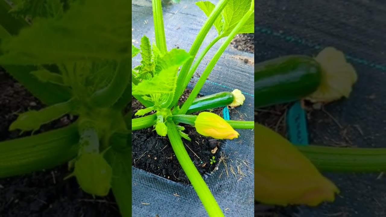 Zucchini plant have no male flowers to pollinate What to do !!! YouTube
