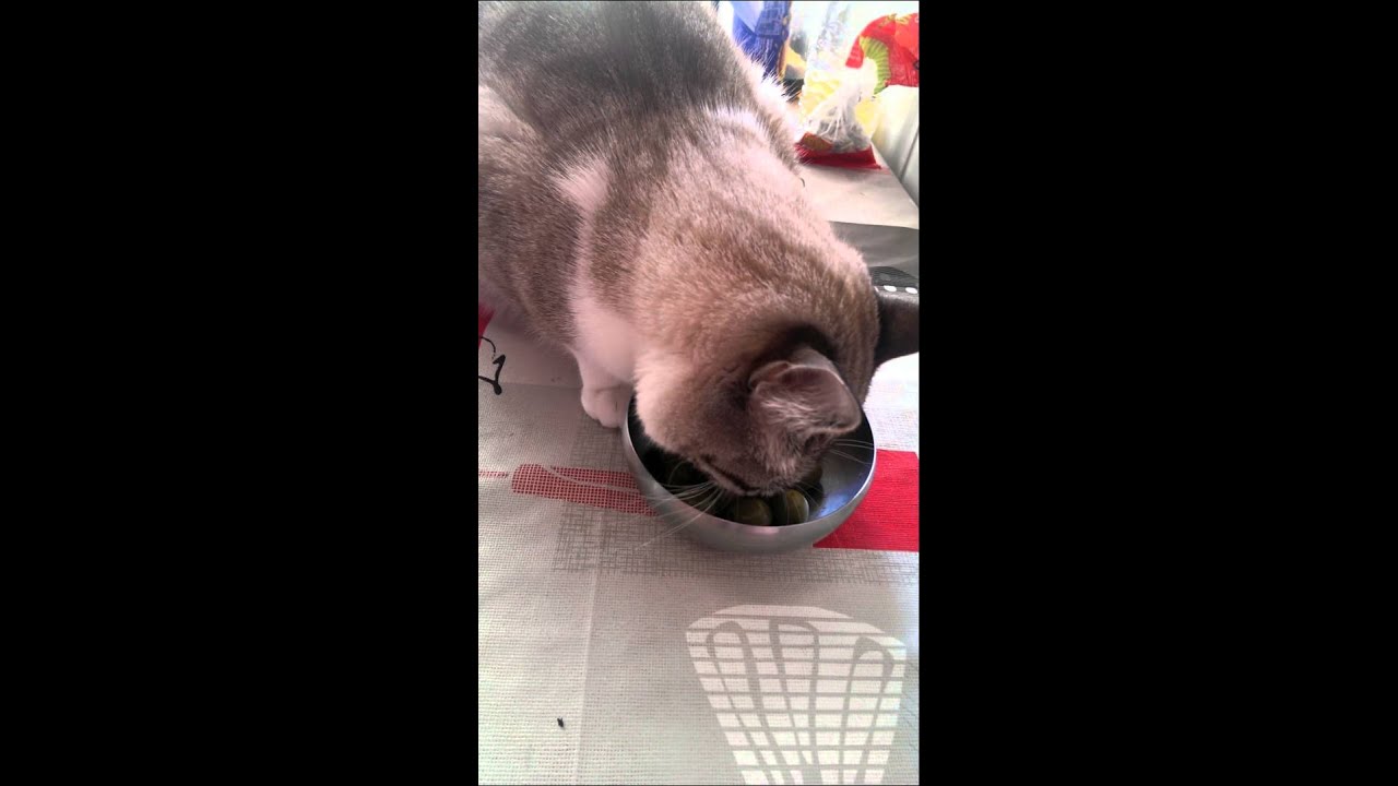 Cat eating olives YouTube