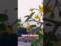 How to Hand Pollinate tomato flower Easily #shorts #tomatoes