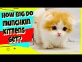 Munchkin Cats | How Big Do Munchkin Kittens Get? の動画、YouTube動画。