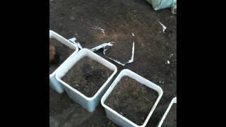 Completing transplant GF cuttings