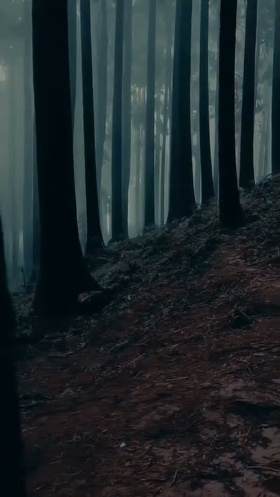 In the Woods | Deep Dark Forest View #shorts #travelholic #nature #jungle #forest #uttarakhand