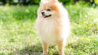 The Pomeranian breed has a rich and fascinating history that stretches back centuries