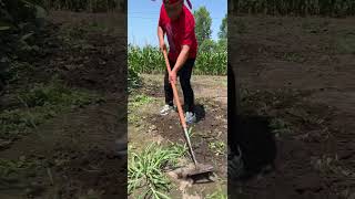 Rural Farmer of field day #12106