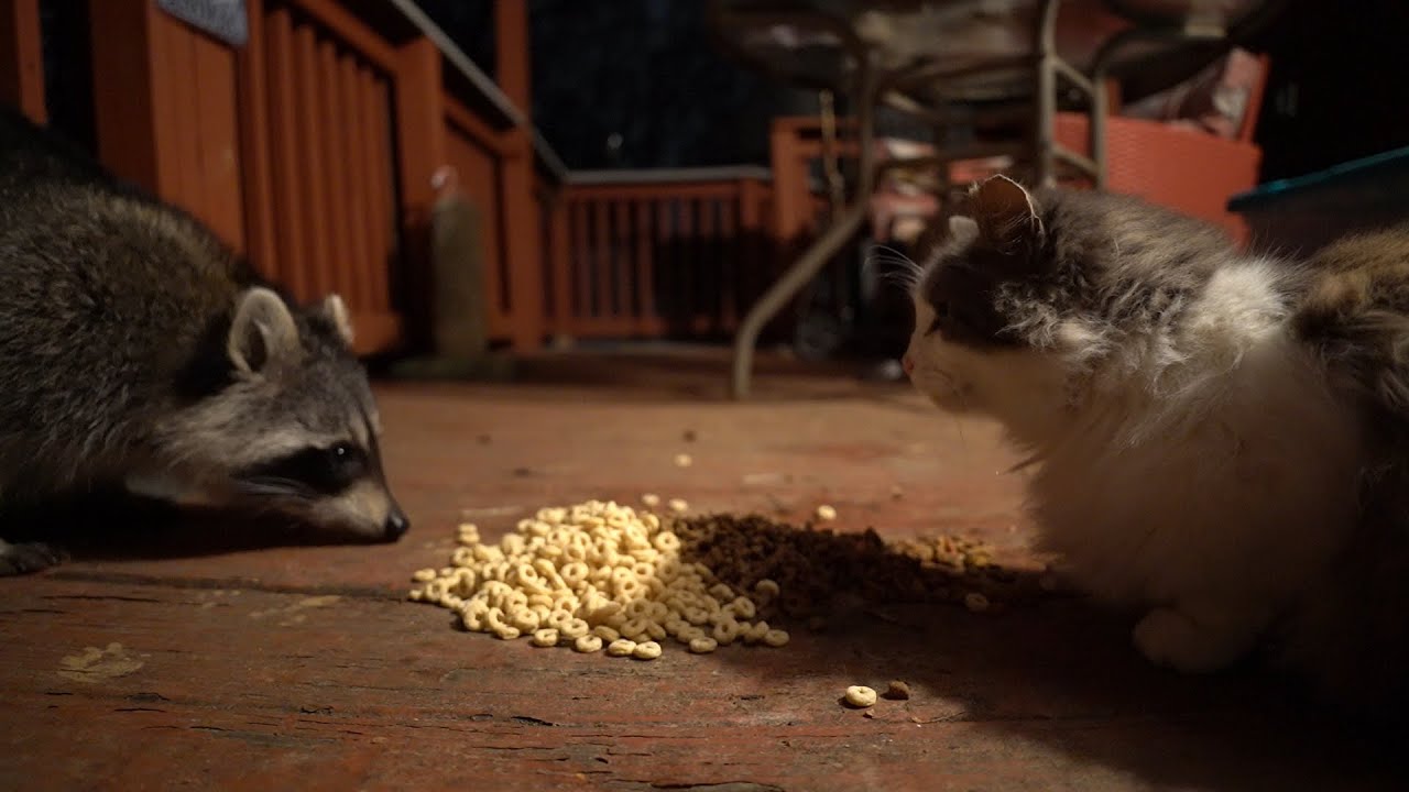 The Return of Nibbles YouTube