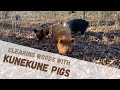 Discovering new ways to use our Kunekune pigs on the farm!