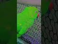 mitwa kaise baitha hai tu #cute #talkingparot #nonstoptalkingparrot #birds #funny #parrot