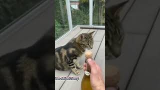 viral #sound tutup botol