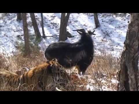 Тигр Амур и козёл Тимур история дружбы