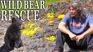 Returning Baby Bear Cub to Wildlife Shelter