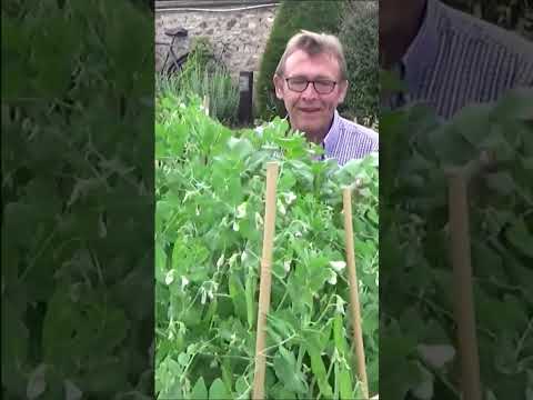 Vidéo: Growing Snow Peas - Conseils pour l'entretien des plants de pois mange-tout