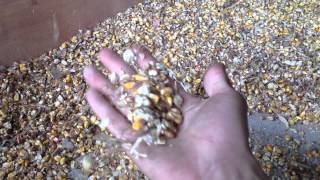 corn seeds color sorter/ sorting machine/ seperating machine