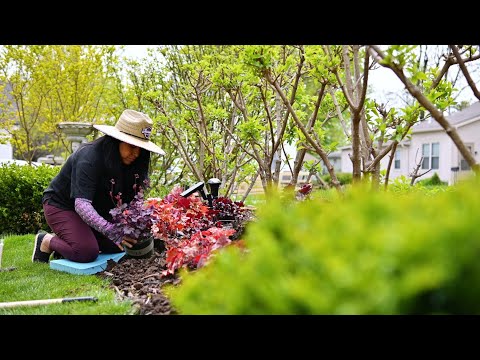 Weeding, Edging & Mulching a flower bed in Spring