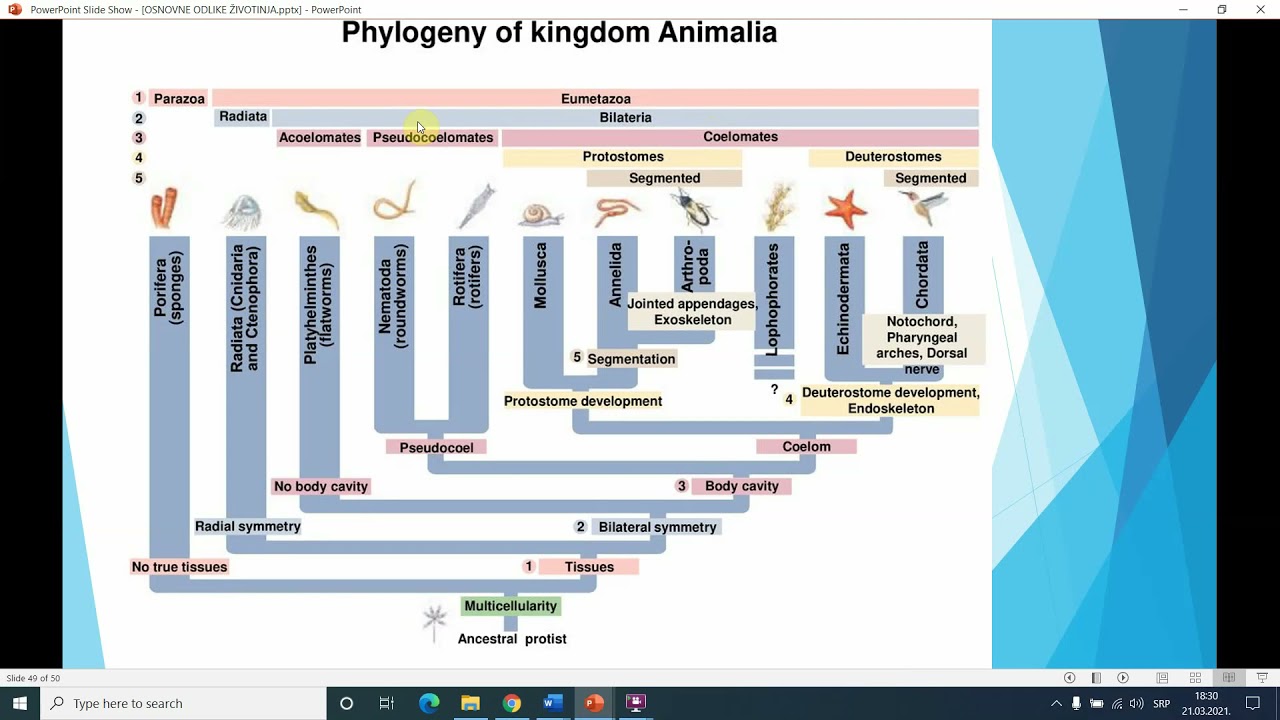 KLASIFIKACIJA ŽIVOTINJA