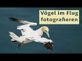 Fliegende Vögel fotografieren - 5 Tipps für scharfe & gelungene Flugbilder