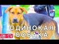 VLOG НЕСЧАСТНАЯ СОБАКА | Я ПОМОГАЮ БЕЗДОМНЫМ ЖИВОТНЫМ | Elli Di Собаки