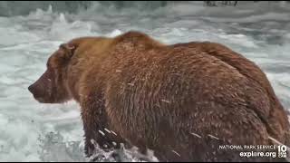 854 Divot provides a good demonstration of how female bears pee Brooks Falls cam Explore.org 8-16-22