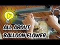 Flower in Balloon Tutorial/How to make flower in balloon//Balloon Bouquet/Personalized balloon