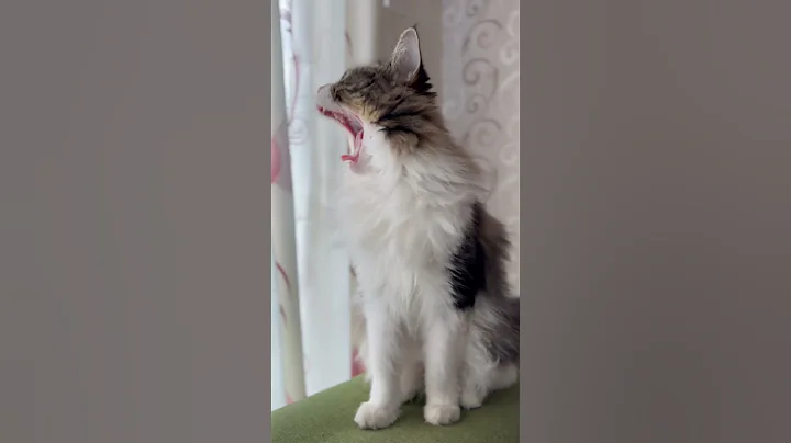 Watch the video about Cute meow #mainecoon #mainecooncatlovers #cat #catlover #pet
