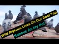 Pigeons Live On Our Roof Top