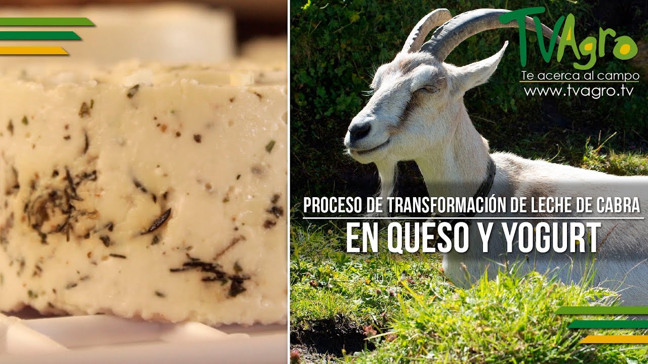 Proceso de Transformación de Leche de Cabra en Queso y Yogurt - TvAgro por Juan Gonzalo Angel